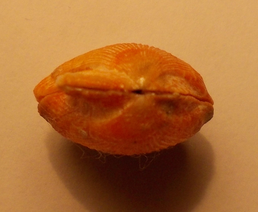 Bivalve da classificare.